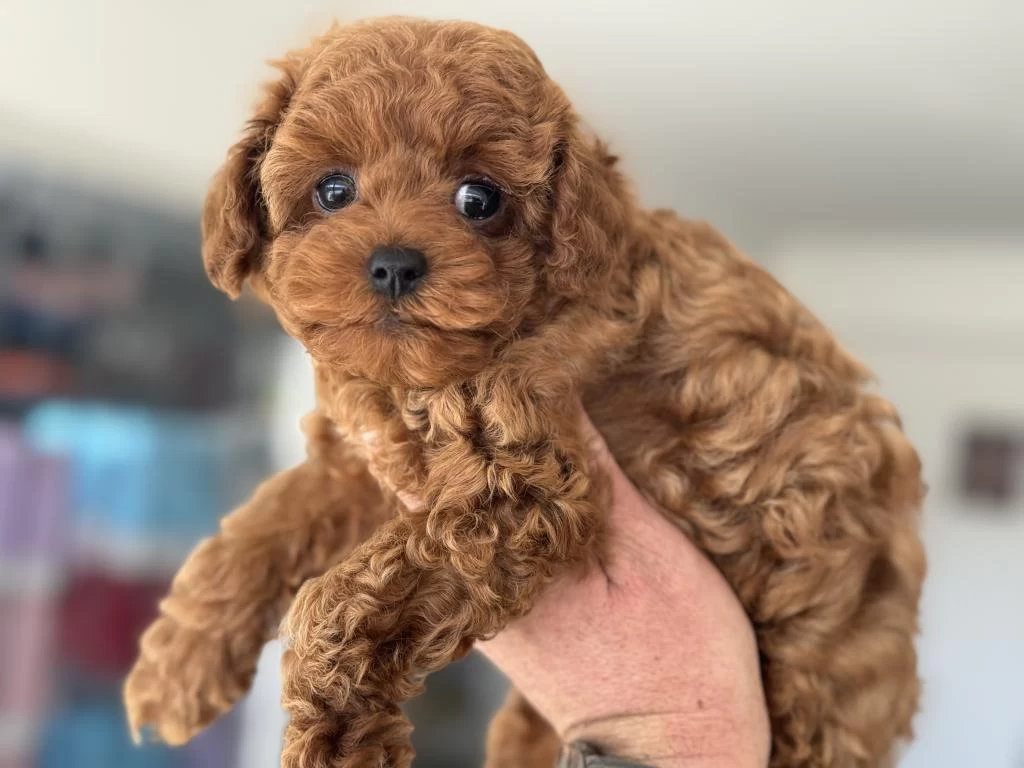 Petmode Köpek Çiftliğinden Kore Toy Poodle
