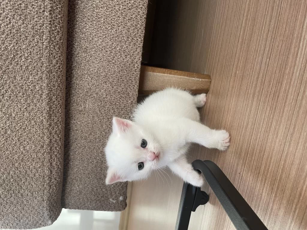 Yavru Kedimiz Yaklaşık 2 Aylık