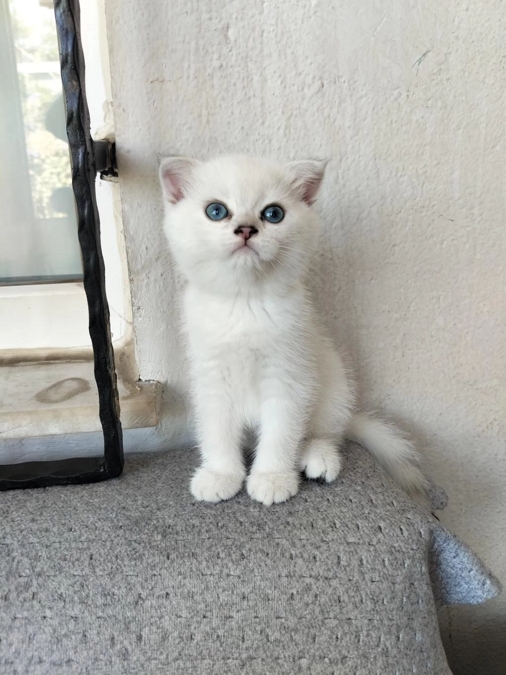 Temas Bağımlısı Maviş Kız Kedimiz