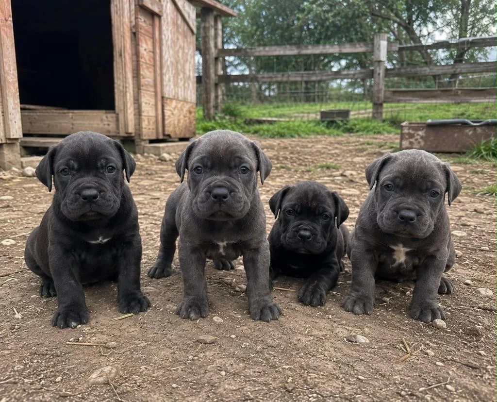 Üretim Çiftliğinden A Kalite Cane Corso Yavrular