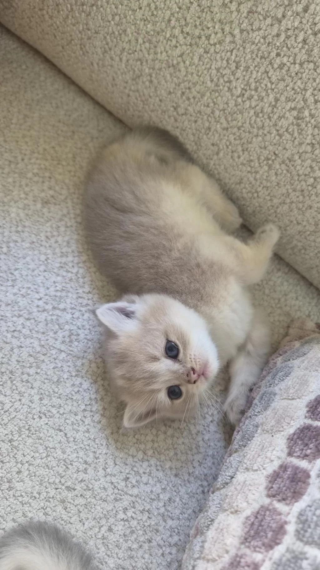 Ay12 Golden Blue British Shorthair