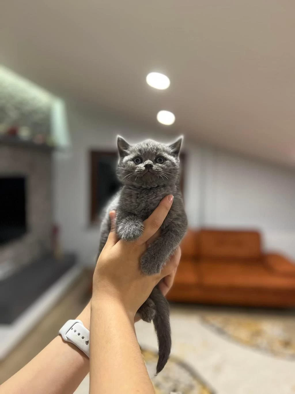 Gri British Shorthair Yavrularim