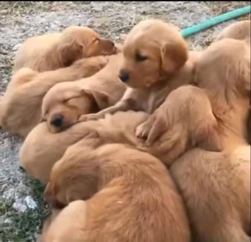 Şeker Gibi Golden Retriever Bebekler