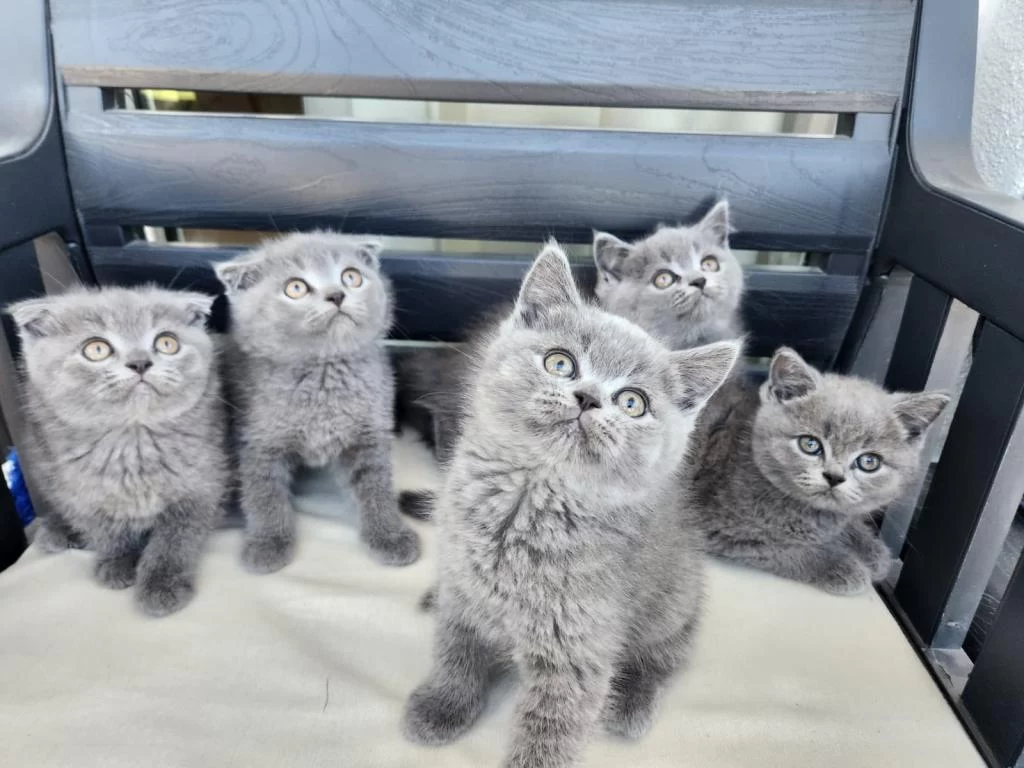 Kocaeli Darica Minik Pati Kediler