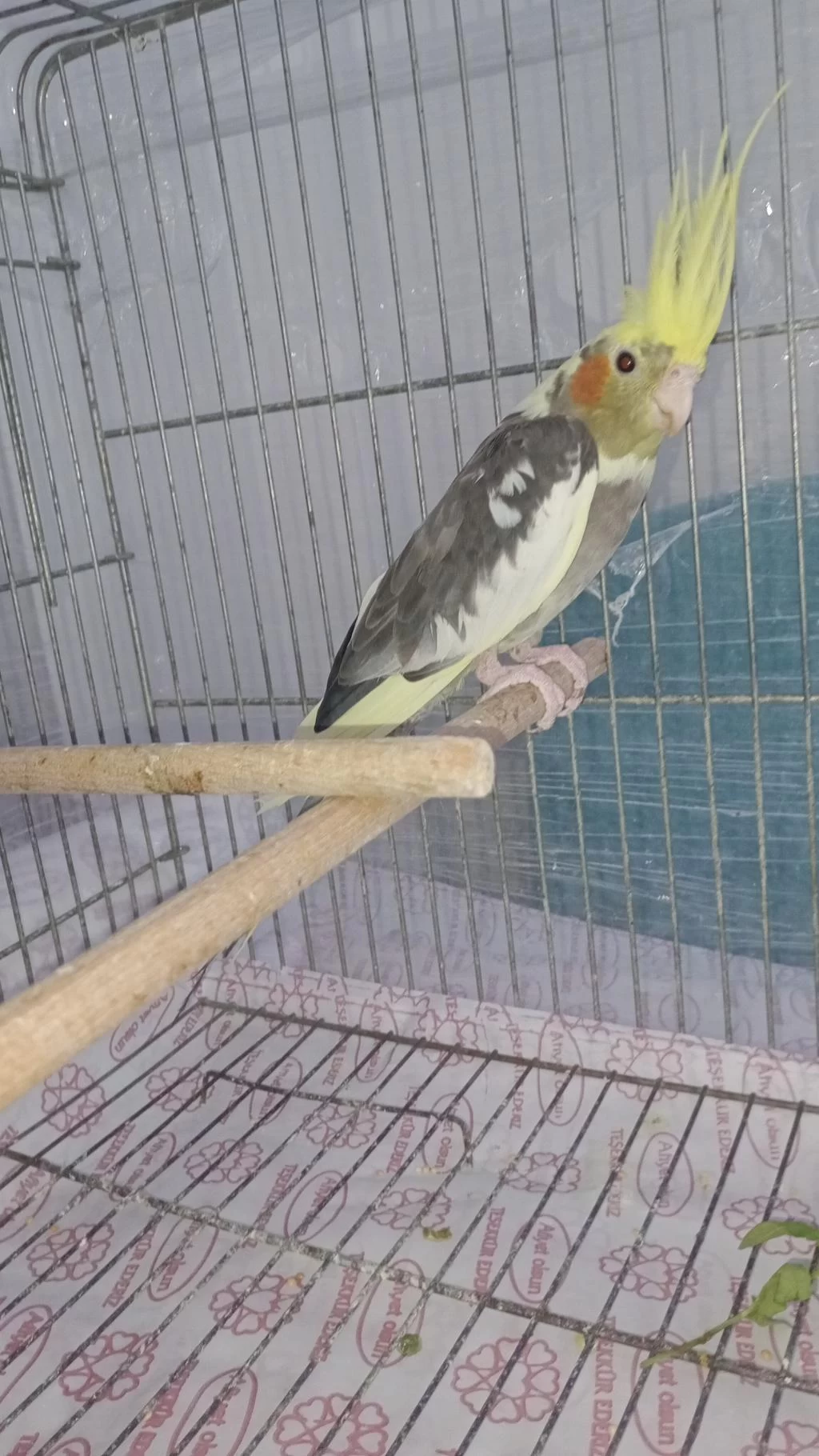 Pied Sultan Papağanı Dişidir