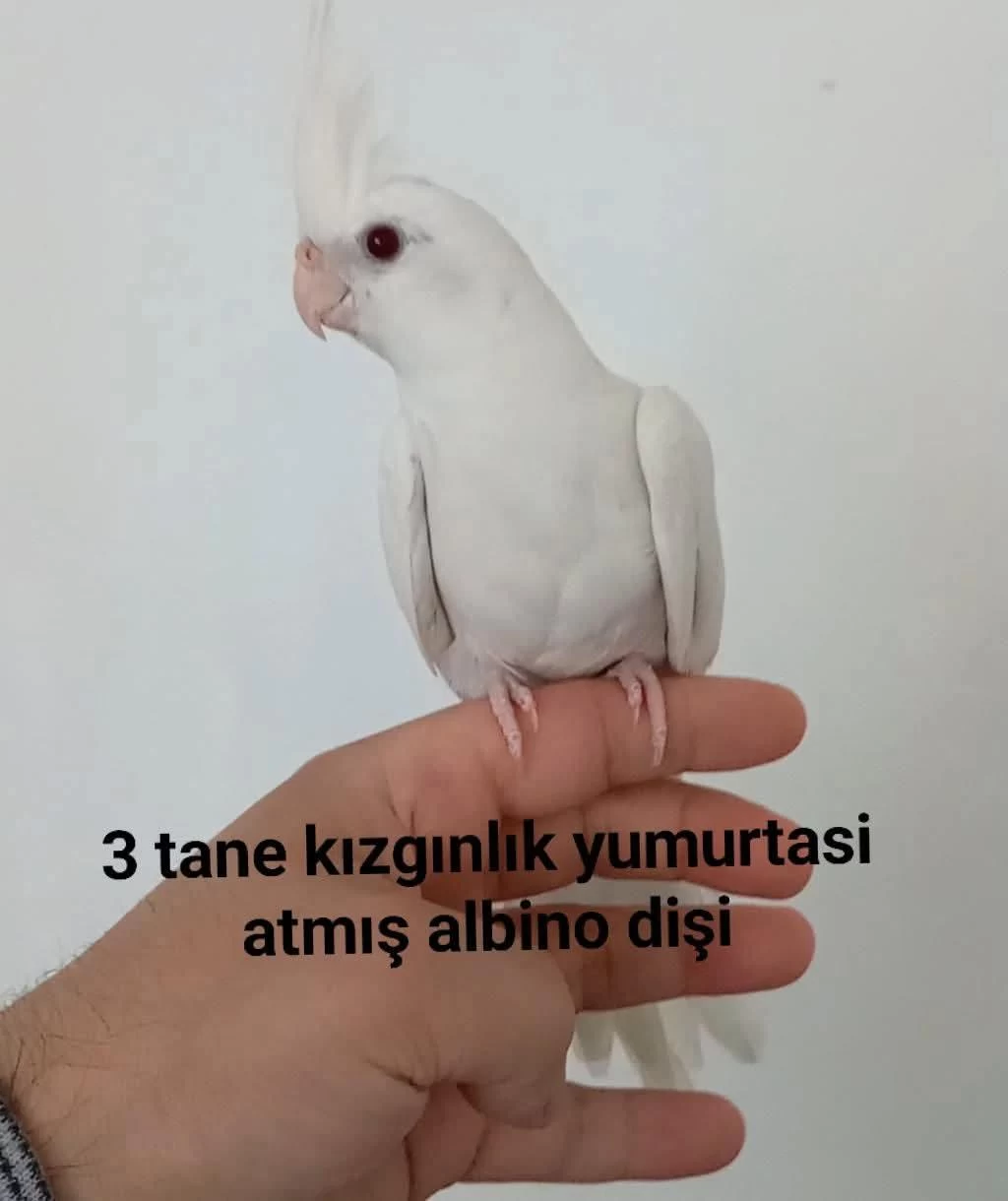 Albino Dişi Sultan Papağanı