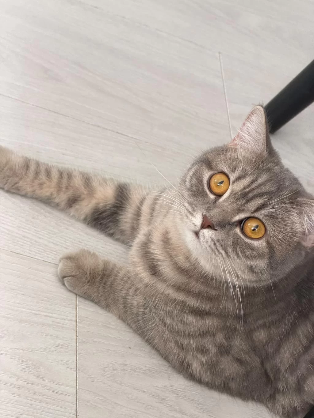Oyuncu Kedimiz Yeni Yuvasini Ariyor
