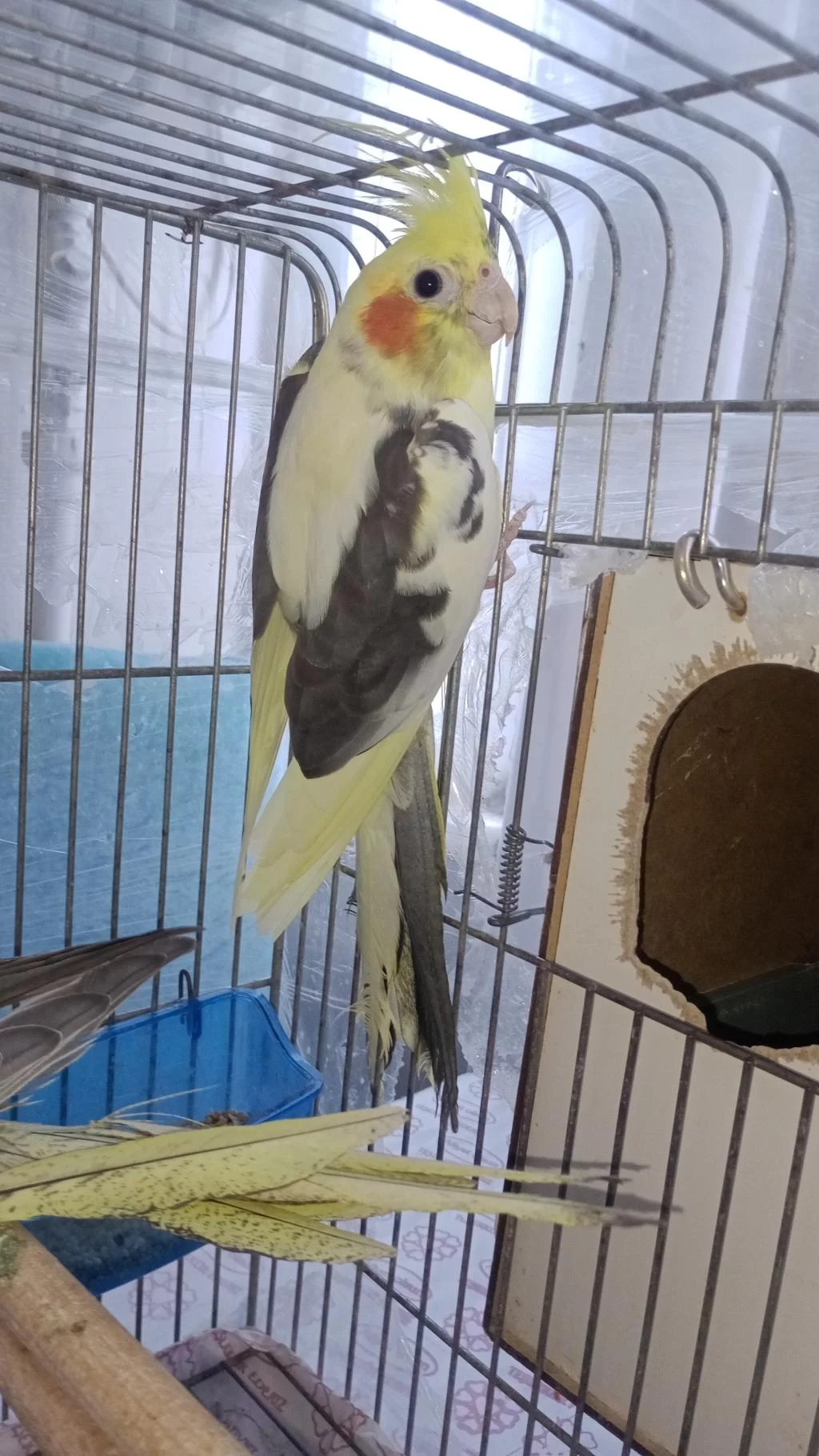 Sultan Papağanı Yavru Ve Damızlık Kuşlar