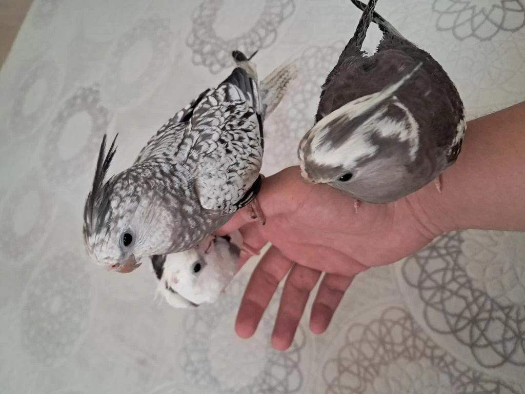 Full Evcil Sultan Papağanlar