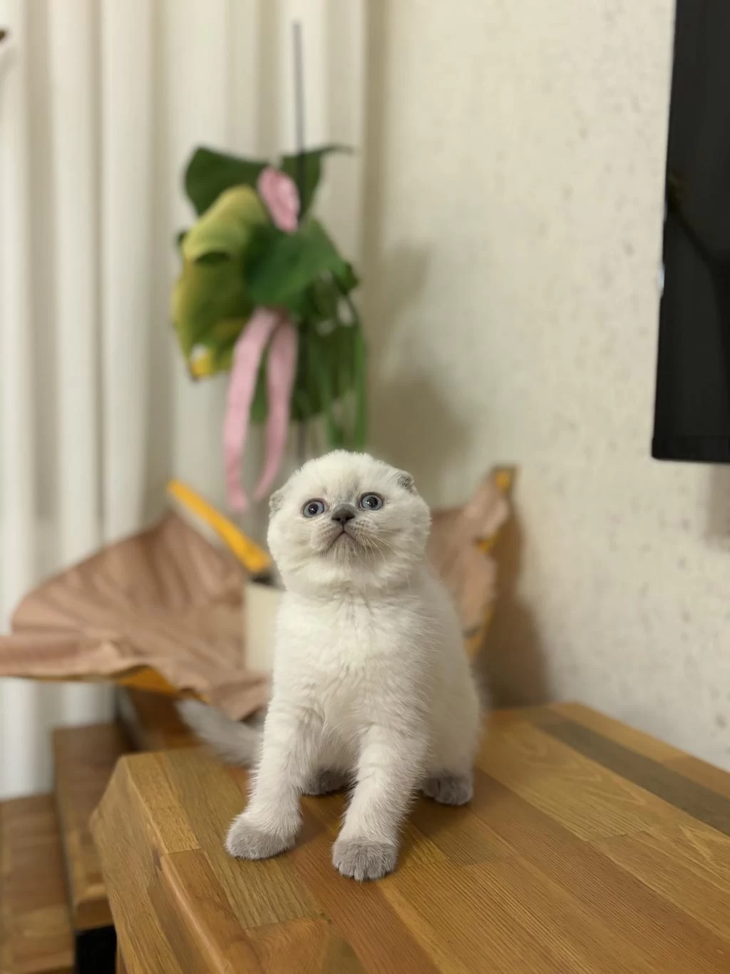 Scottish Fold Yavrularim