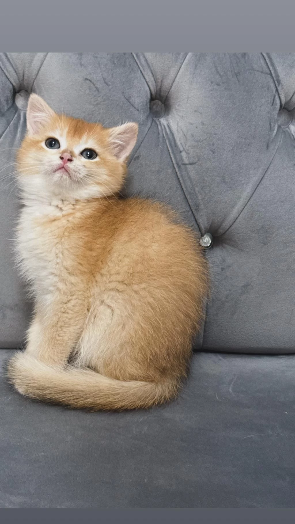 Ny11 Ve Ay11 Safkan British Shorthair Golden Bebekler