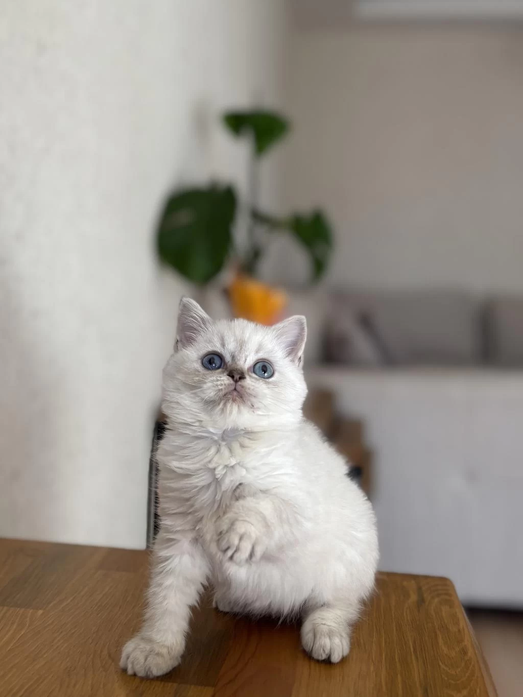 Güzeller Güzeli British Shorthair Yavrularim