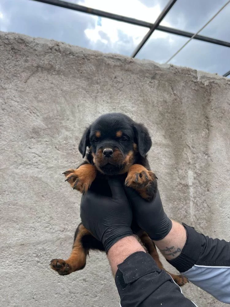 Safkan Rottweiler Yavrular