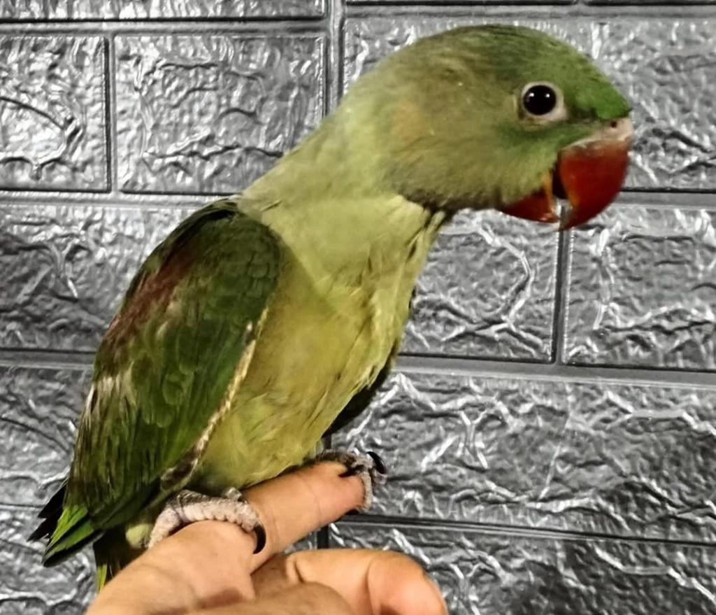 El Besleme Alexander Papağanları 81 İle Gönderim Vardır