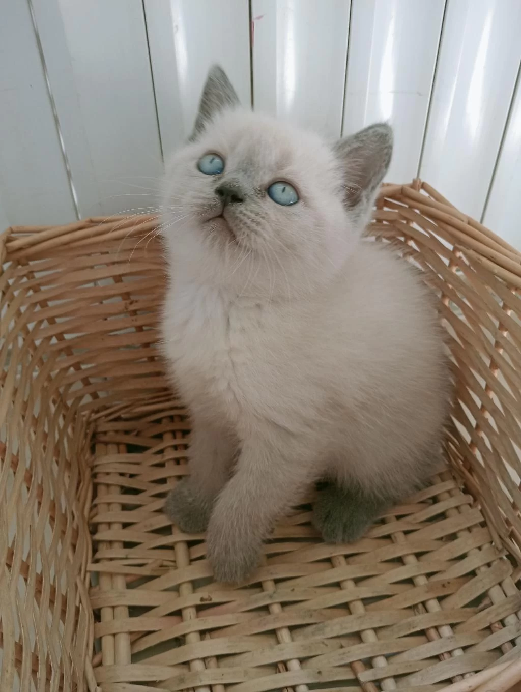 Mavi Gözlü Blue Point British Shorthair Yavrular