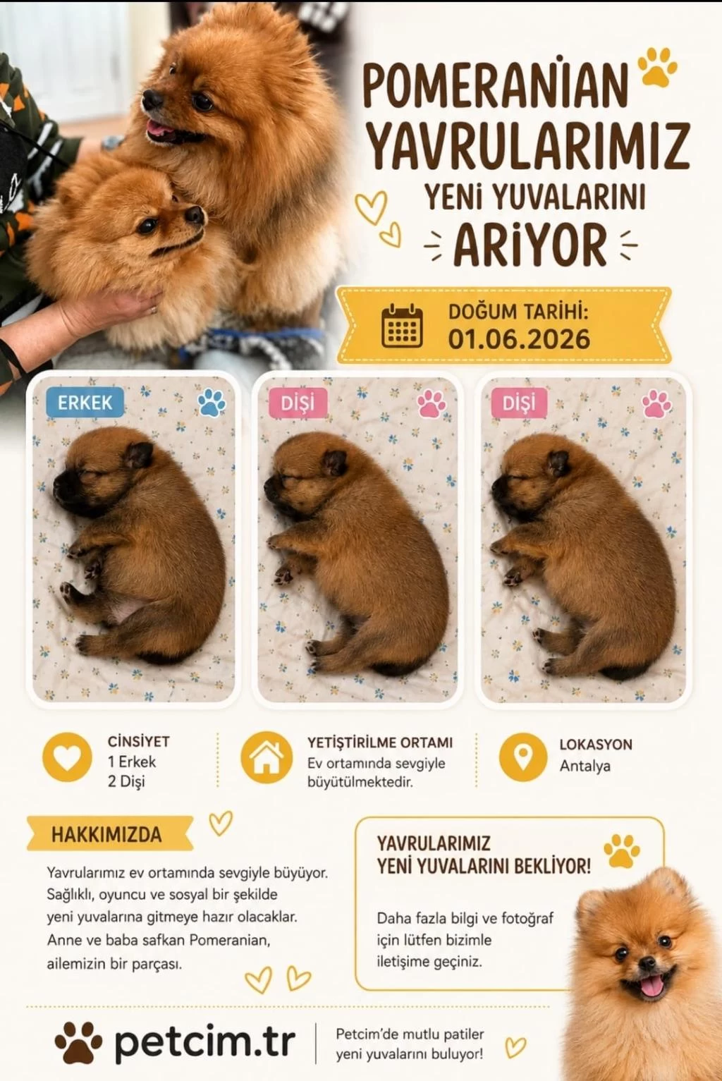 Harika Pomeranian Yavrumuz
