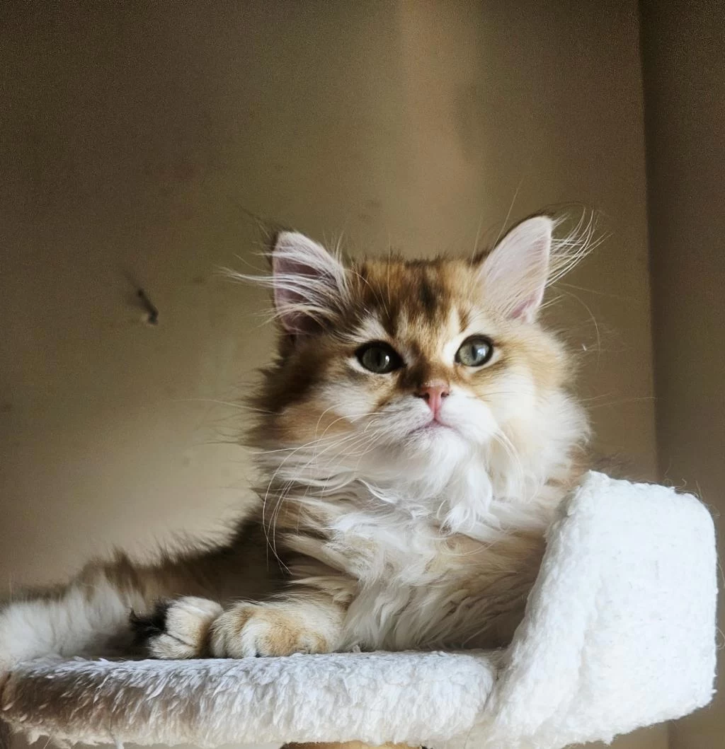 Golden British Longhair Bebeğimiz