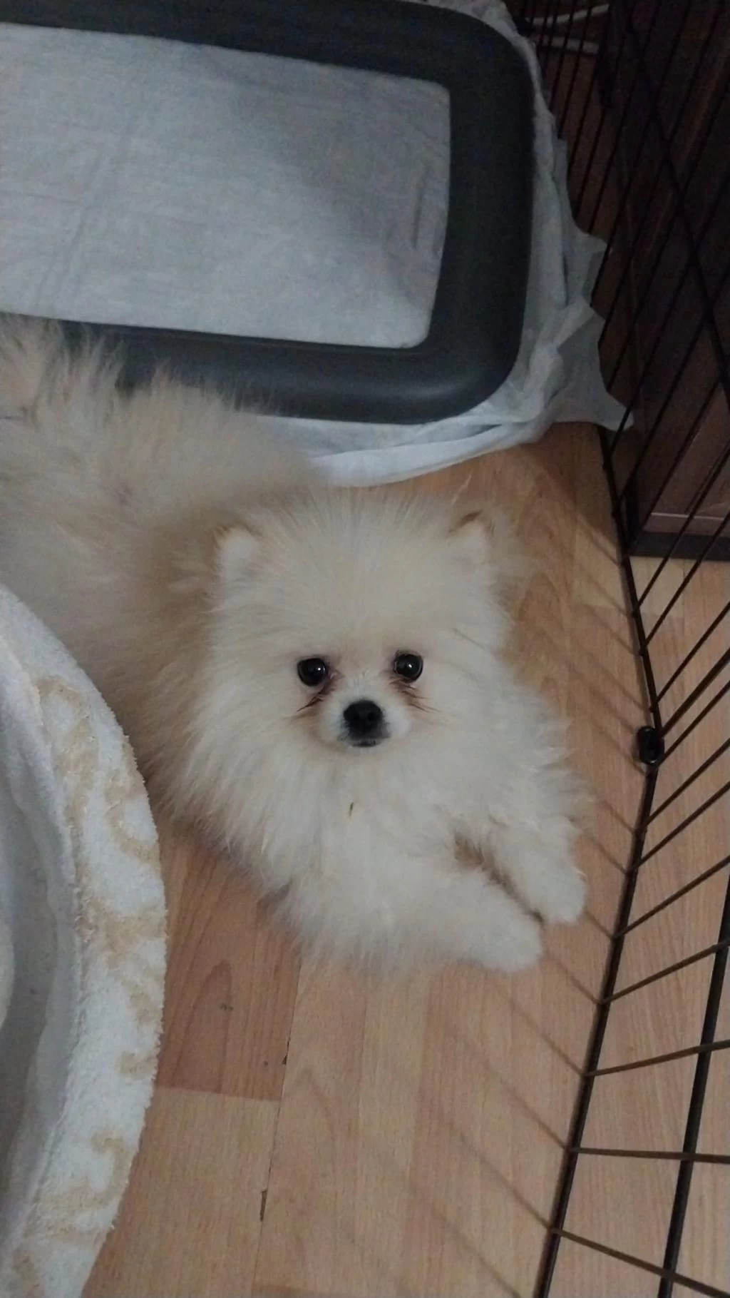 Ayı Yüz Pomeranian Boo