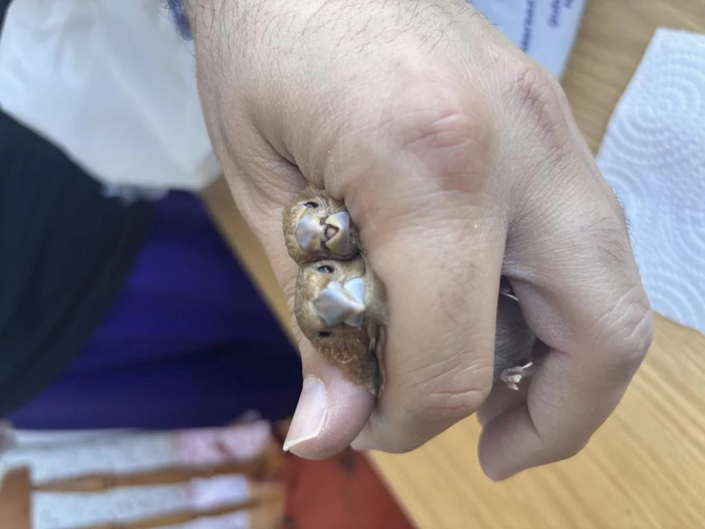 Harika Kahve Bengal Takım
