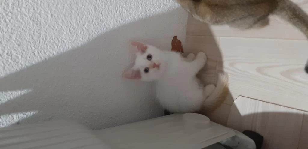 British Shorthair Evcilmen Yavrumuz