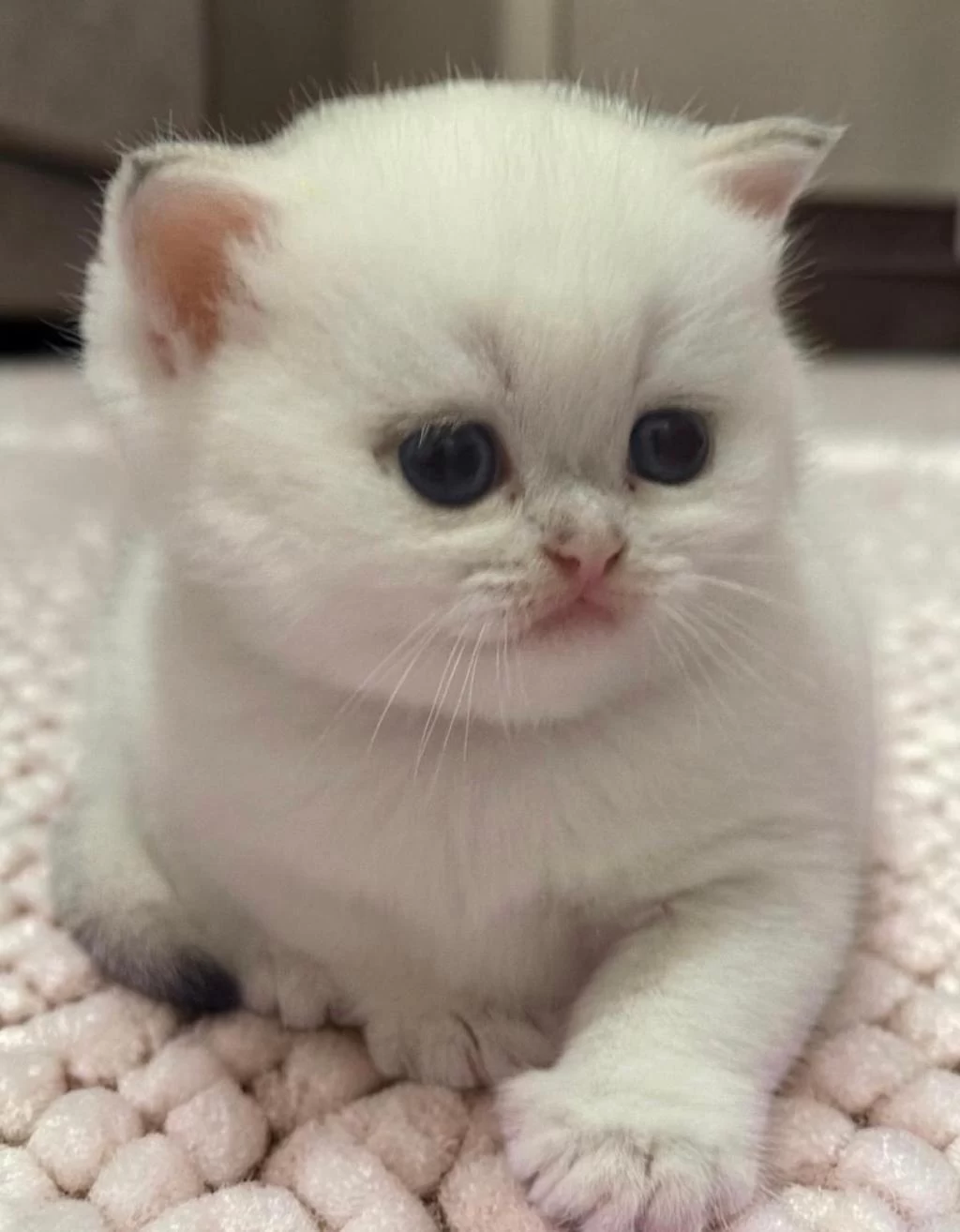 Safkan British Shorthair Ve Longhair Yavrular