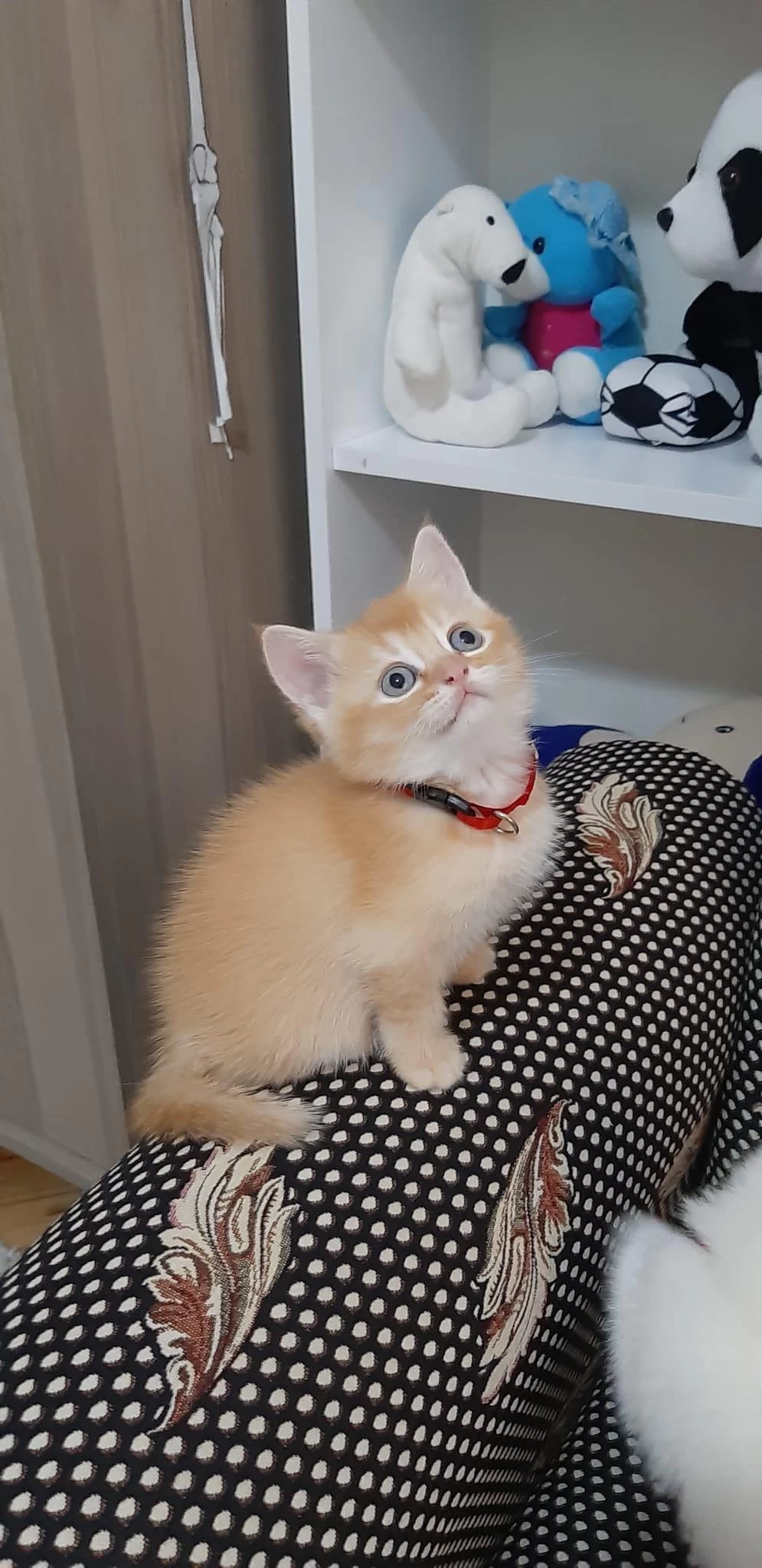 Sarışın British Shorthair Oğlumuz