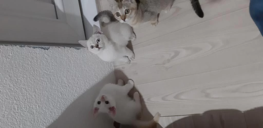 British Shorthair Evcilmen Yavrularımız