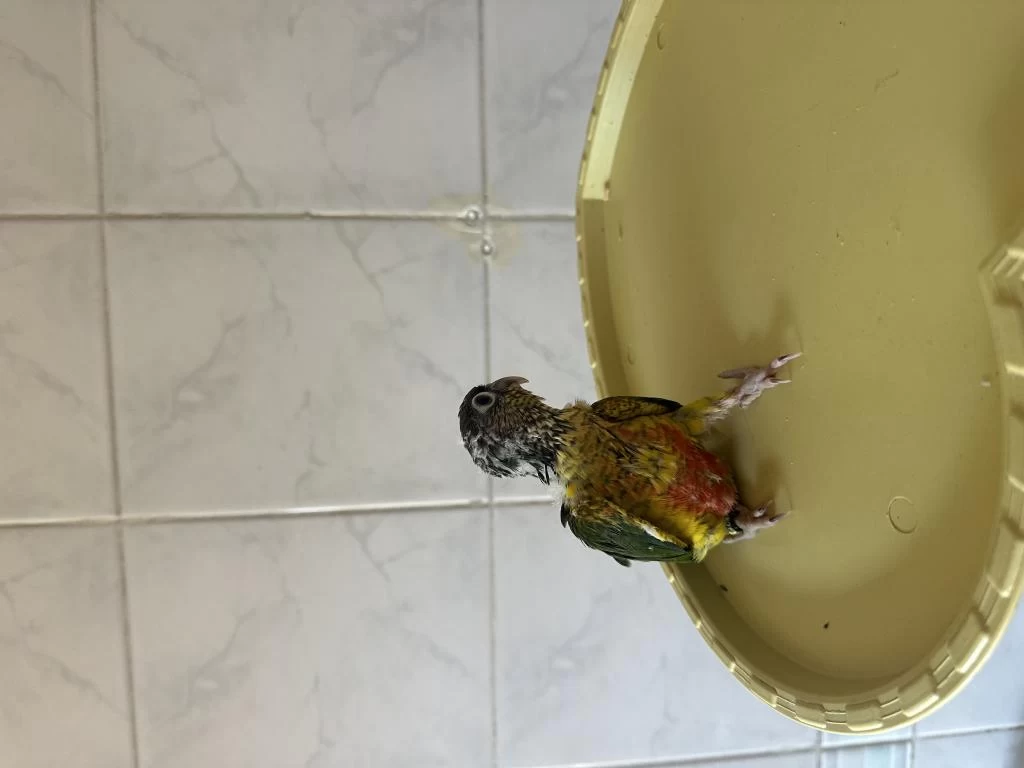 El Besleme Konur Papağani