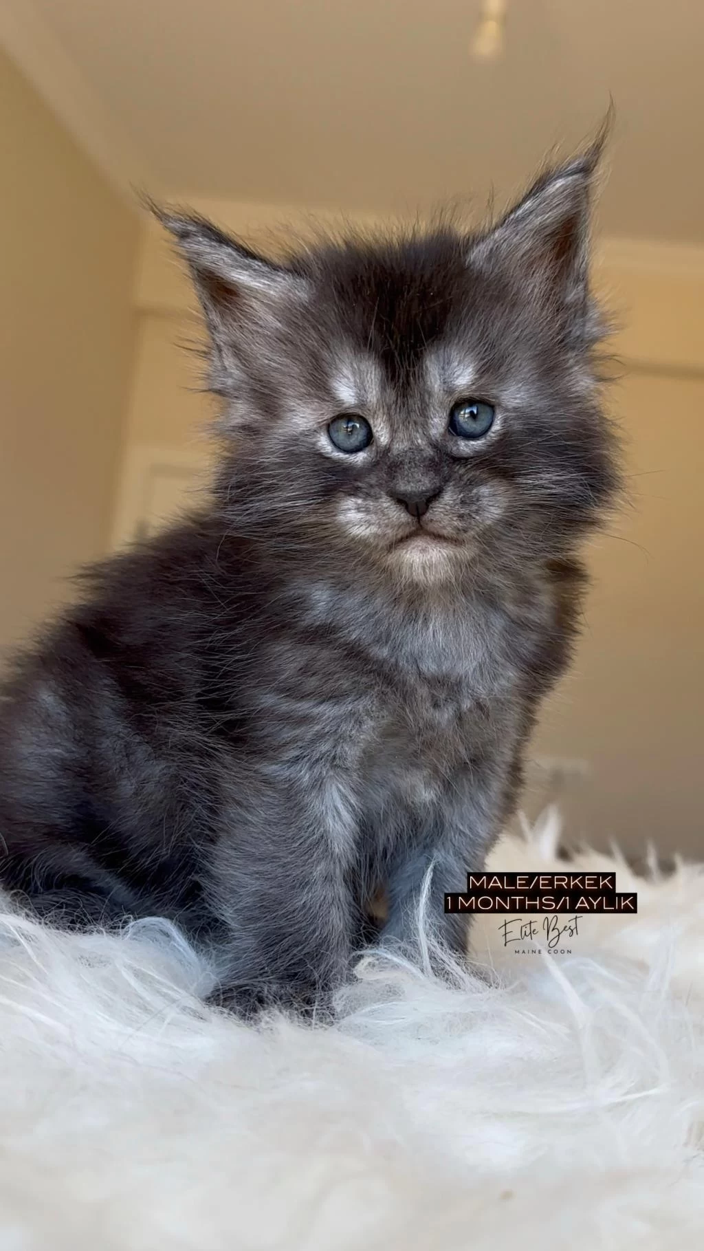Türkiyenin Her Şehrine Bizzat Teslim Big Size Maine Coon