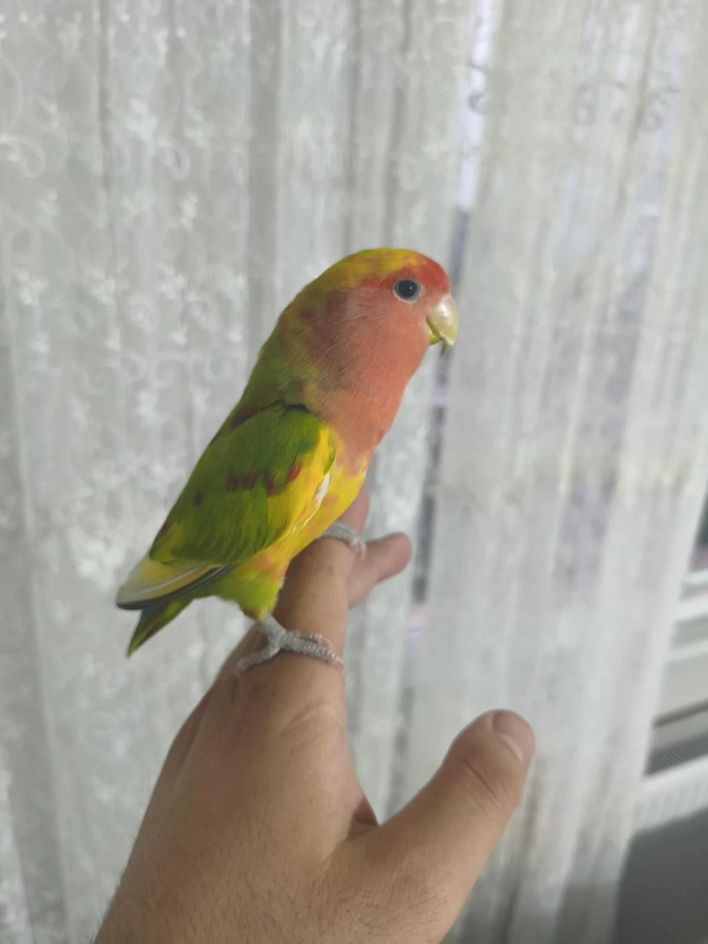 Acil Satılık Sevda Papağanımız