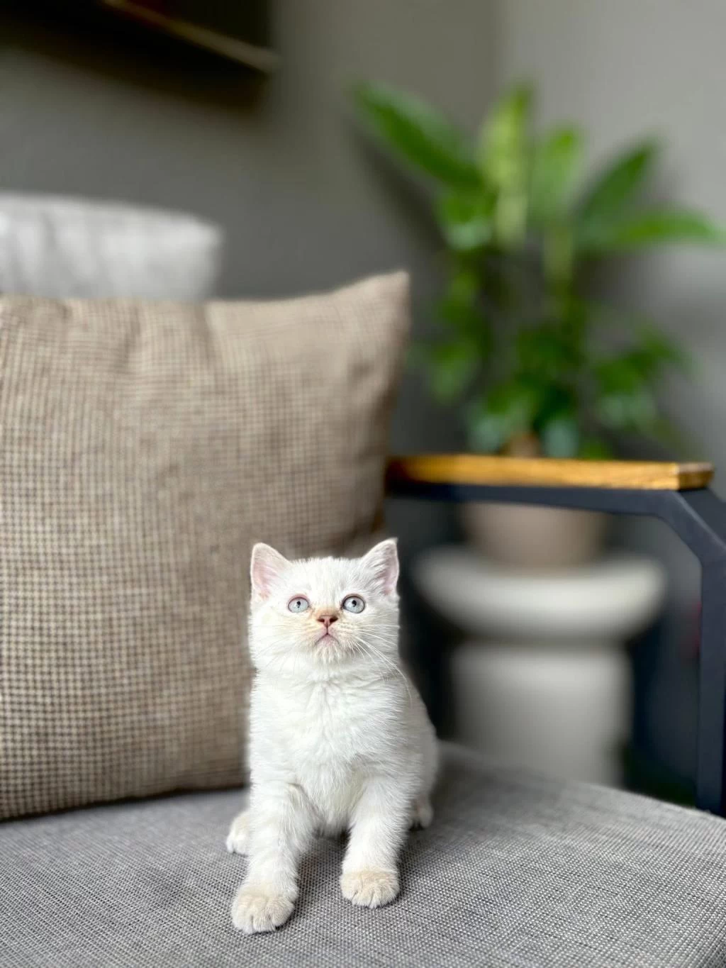Birbirinden Güzel British Shorthair Yavrularim
