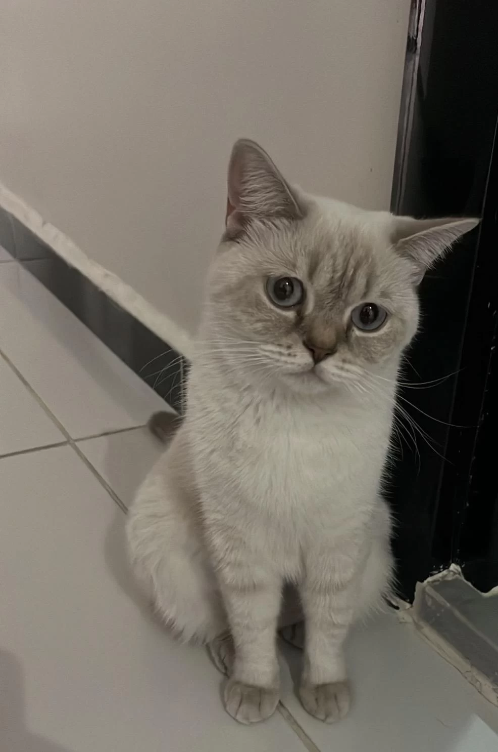 British Shorthair Yuva Arıyor