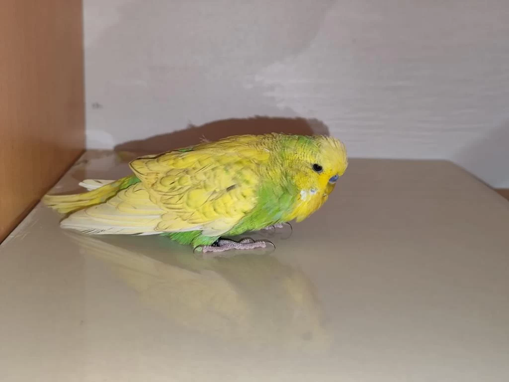Satılık Jumbo Muhabbet Kuşumuz