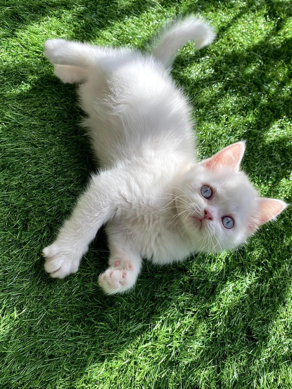 Pamuk Gibi Yavru British Shorthair