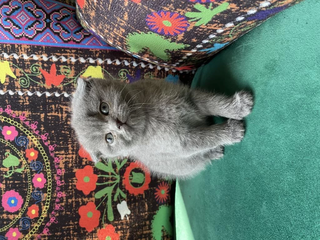 Gri Kırık Kulak Yavru Scottish Fold