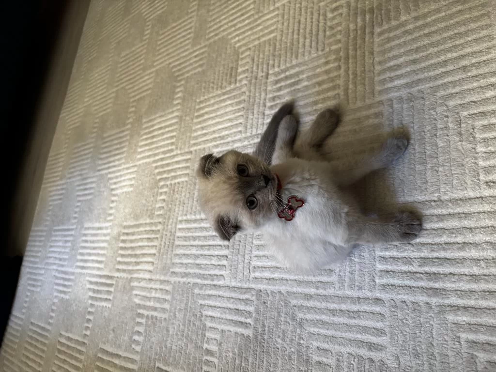 Scottish Fold Blue Point 3 Aylık Kedimiz