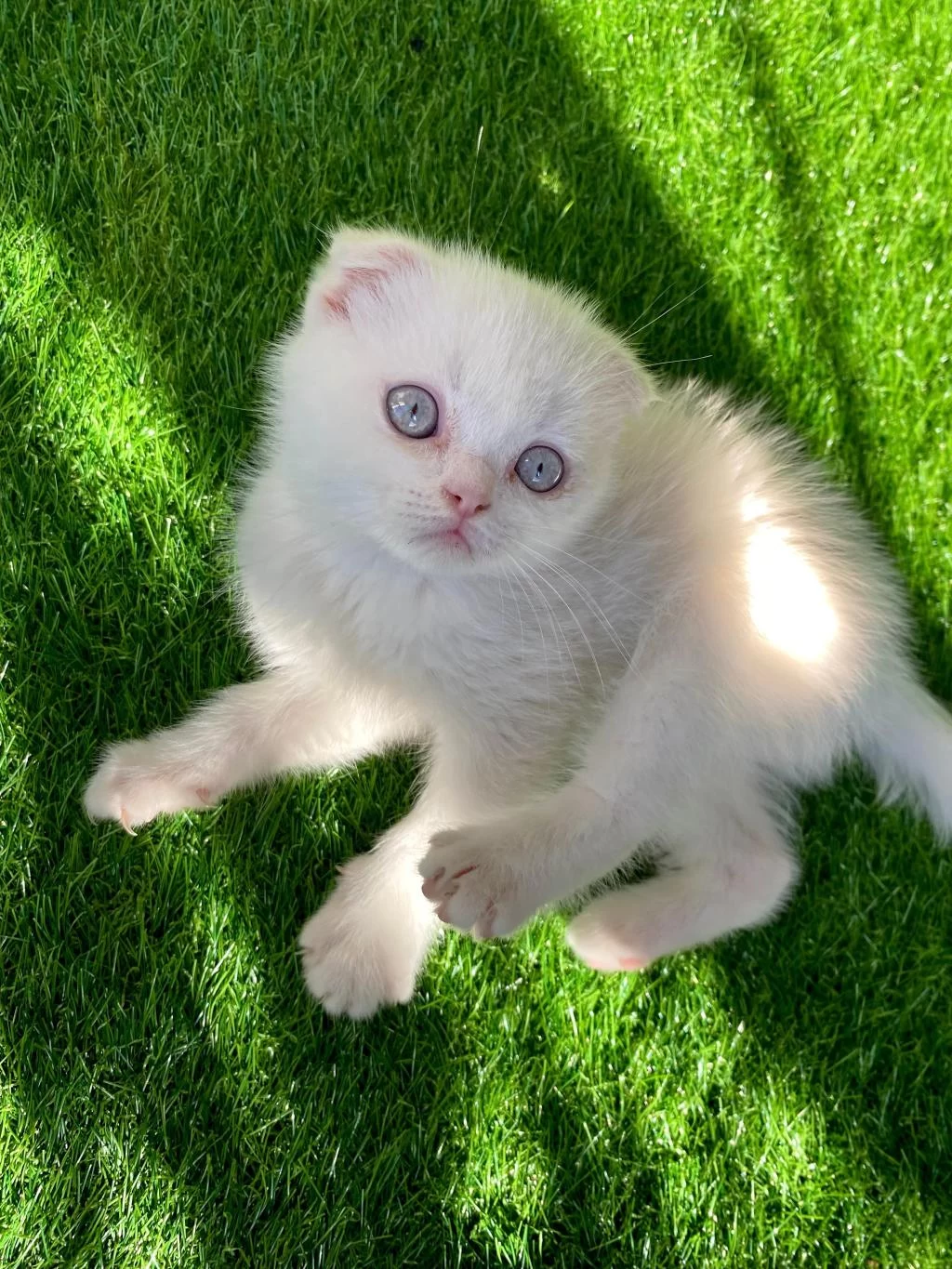 Kırık Kulak Bembeyaz Scottish Fold Yavru