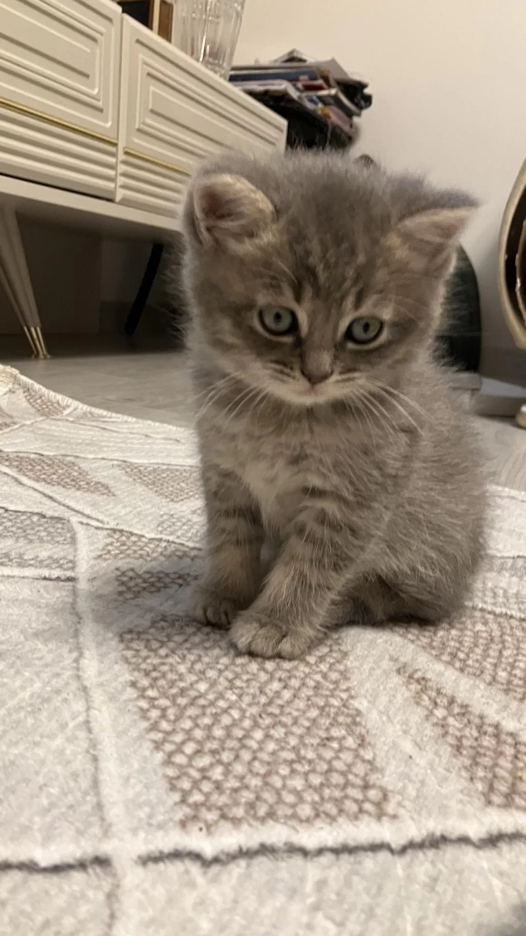45 Günlük Gri Erkek Yavru British Shorthair