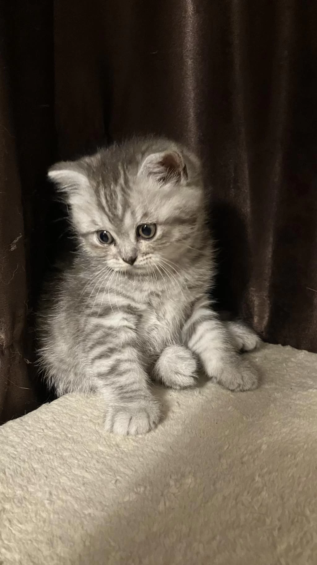 Dişi Yavru 45 Günlük British Shorthair