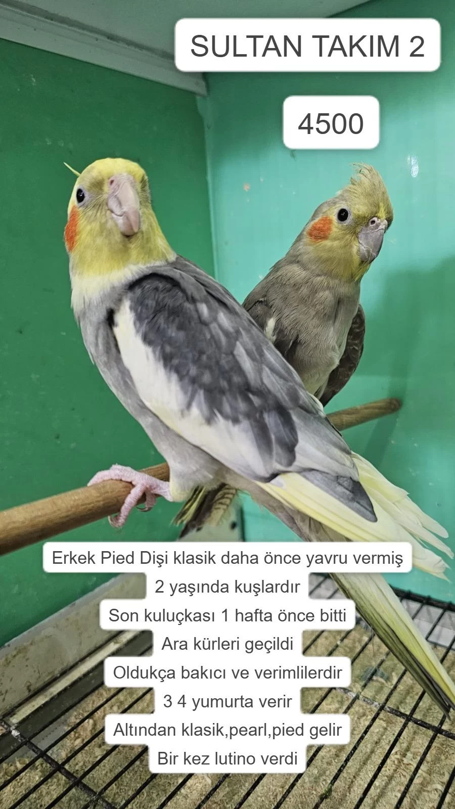 Üretime Uygun Takim Sultan Papağanlari