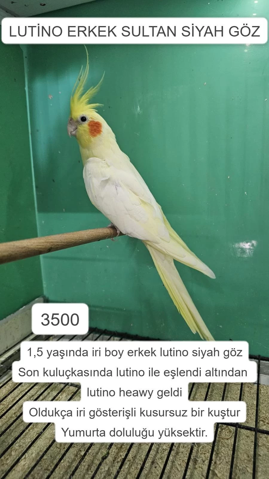 Üretime Uygun Erkek Sultan Papağanlari
