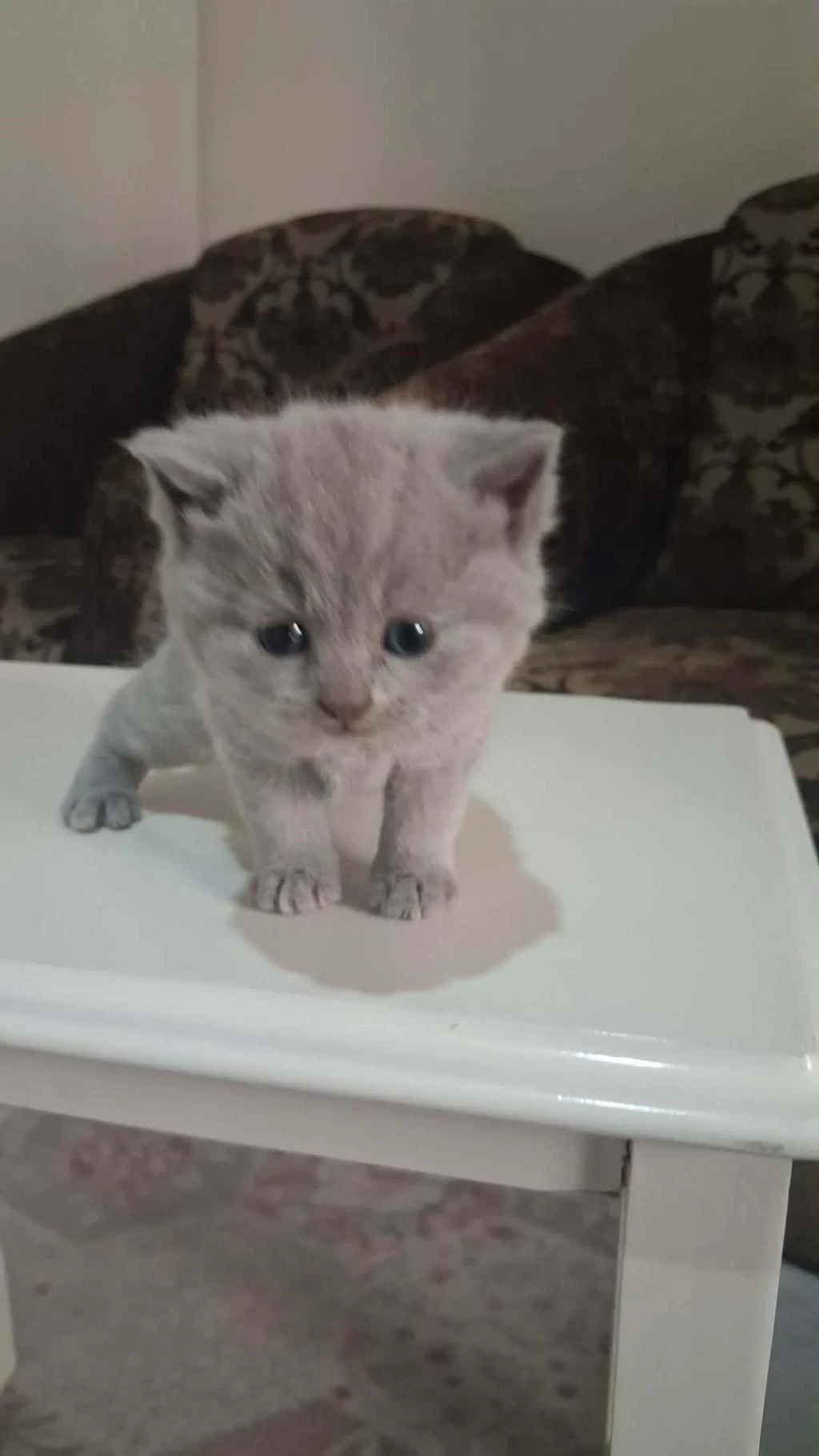 British Shorthair Gri Bebeklerimiz
