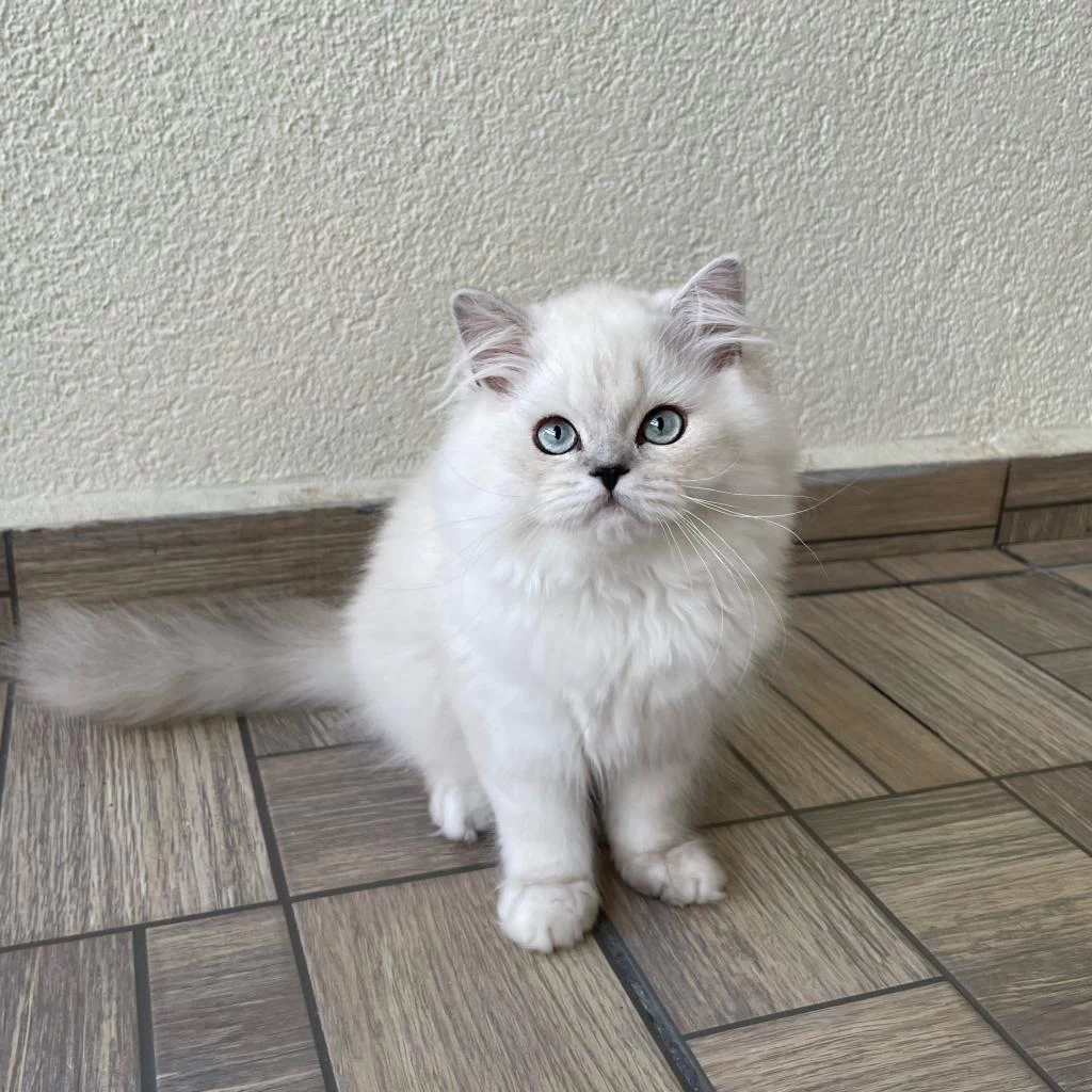 Sevgi Dolu Yakışıklı British Longhair Oğlumuz