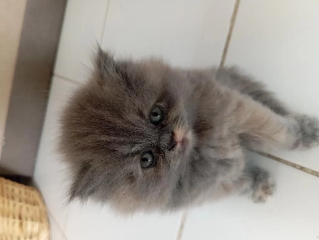 British Longhair Lilak Anne Scottish Baba Çikolata