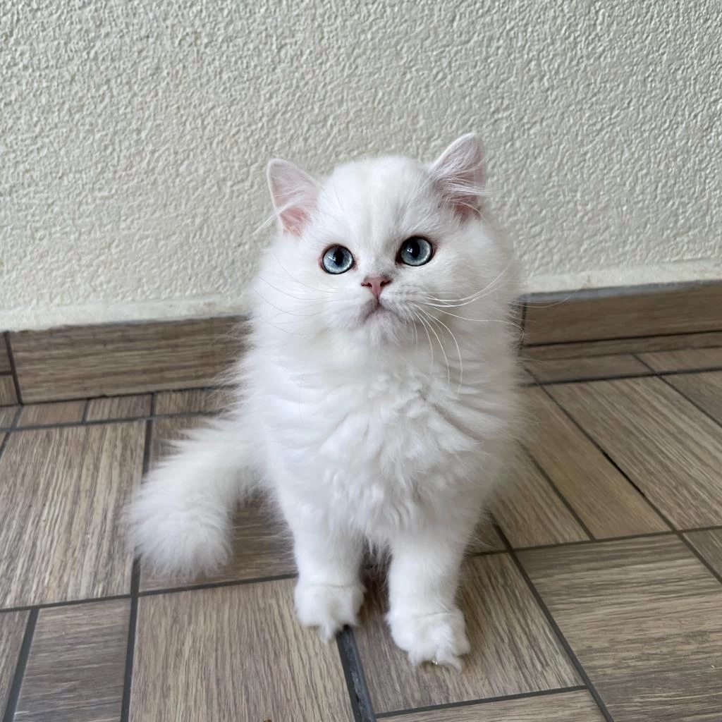 Asil Yakışıklı British Longhair Oğlumuz