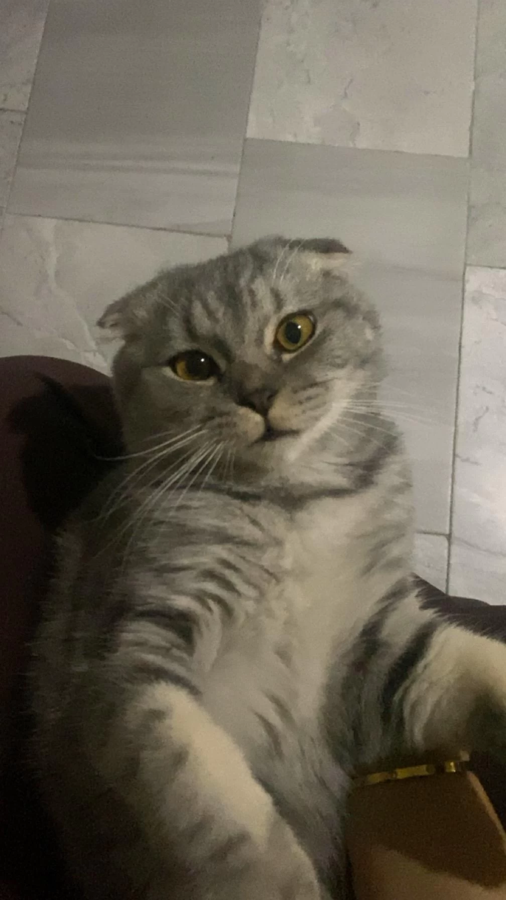 Scottish Fold Kedimizi Çiftleştirmek