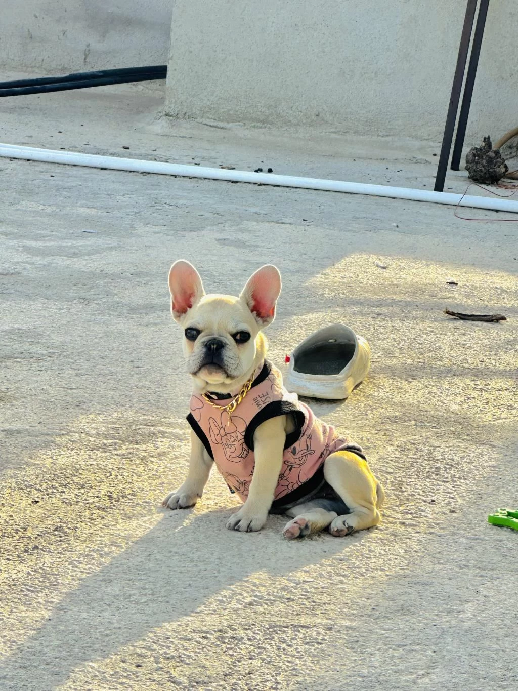 8 Aylık A Kalite French Bulldog