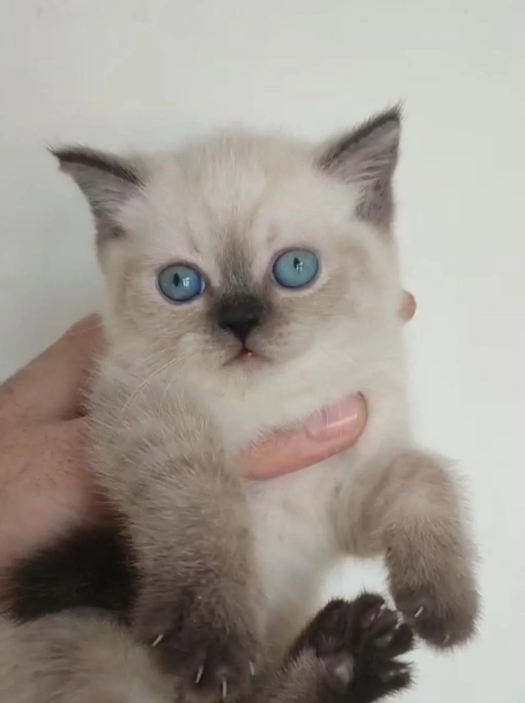Harika Blue Point Kedimiz