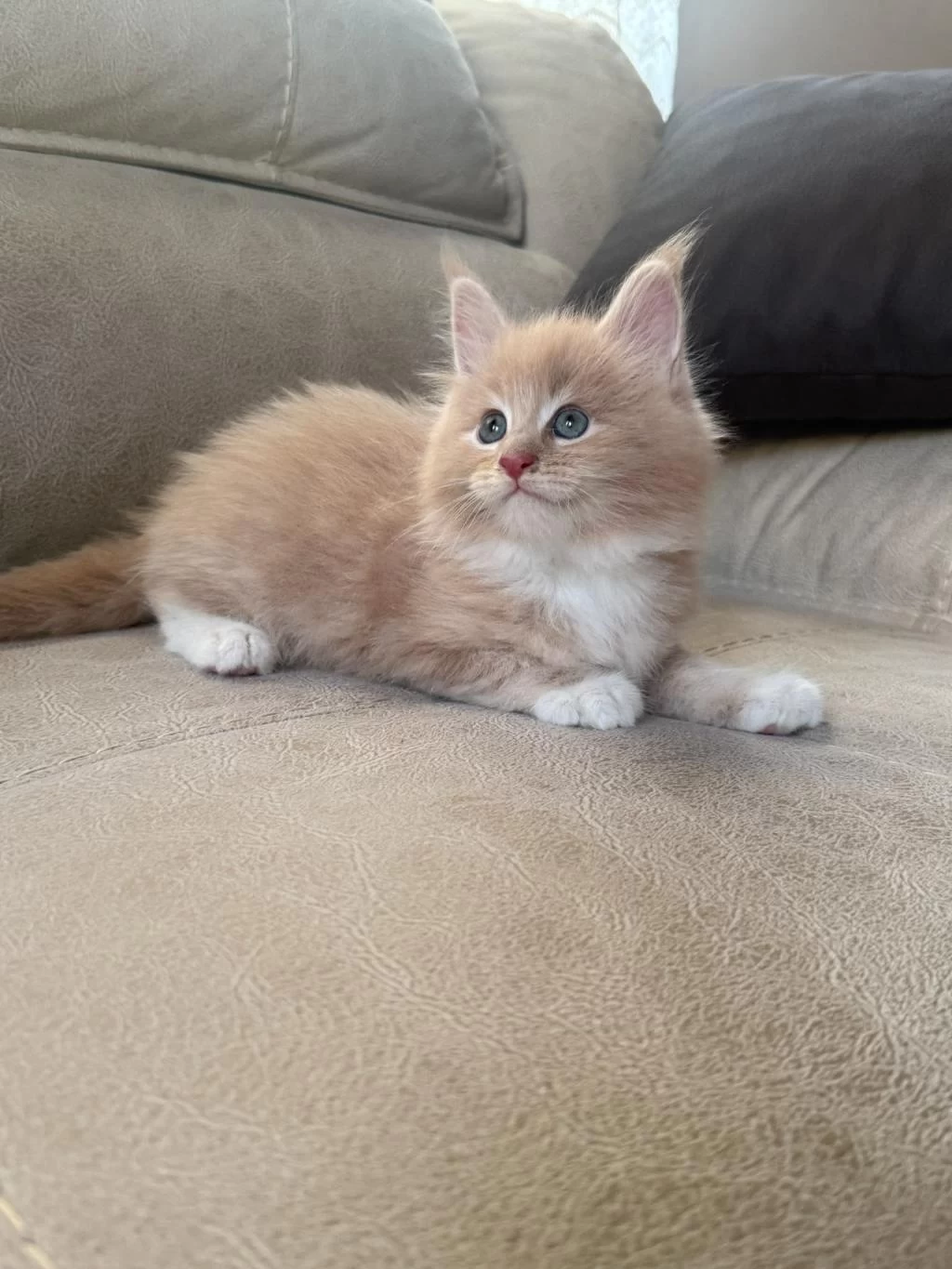 Evde Yetişmiş Şampiyon Dedenin Maine Coon Son Torunu Hazir