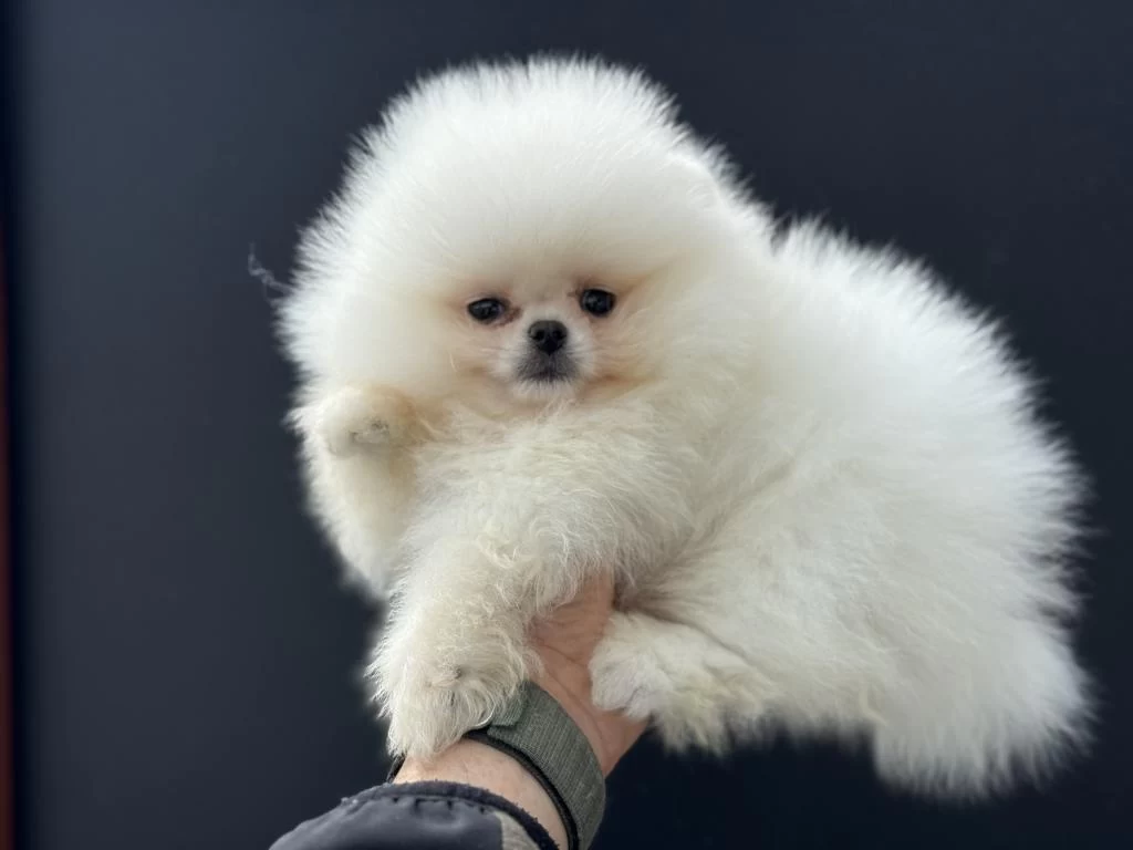 Ankarada Safkan Pomeranian Yavrular Petmode Den
